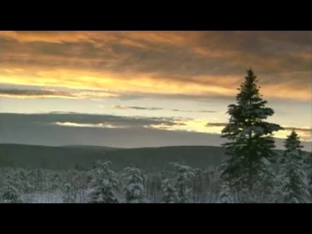 Forestry in Canada: Discover Sustainable Forest Management with Jim Farrell