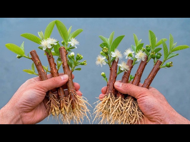 How to Multiply Guava Plants: Cutting & Air Layering Combined Techniques