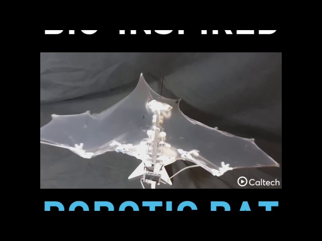 This Robotic Bat Swoops and Soars Like the Real Thing