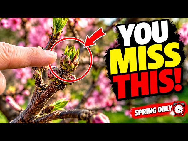 You Miss THIS Every Spring and It's Costing You Half Your Peach Harvest Every Single Year