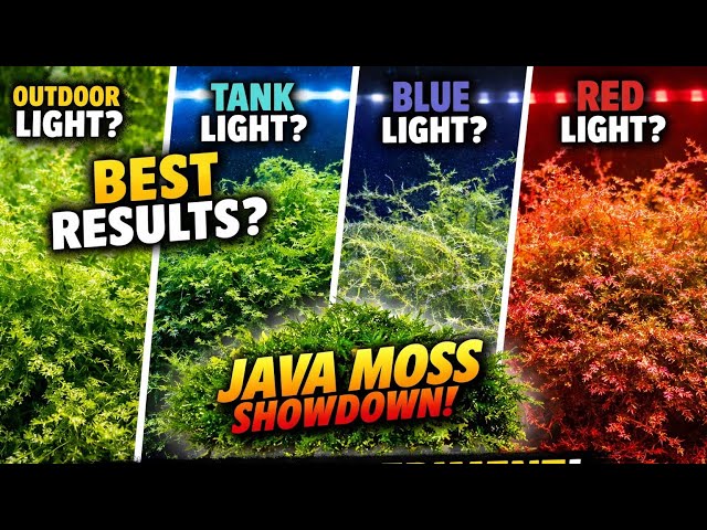 How to grow JAVA MOSS | fast no CO2 (Experiment) 