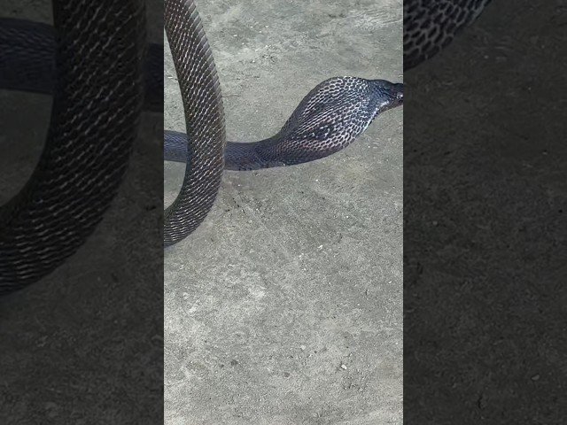 indian spectacle cobra 🐍