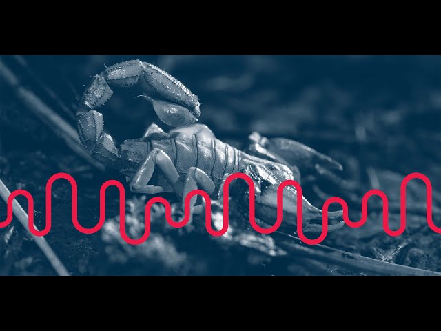 KQED Live Presents Creepy Crawly Night with DEEP LOOK
