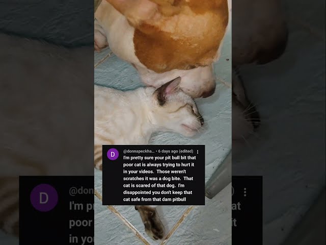 You Think My Dog Hates My Cat? WATCH THIS… 🐕🐈