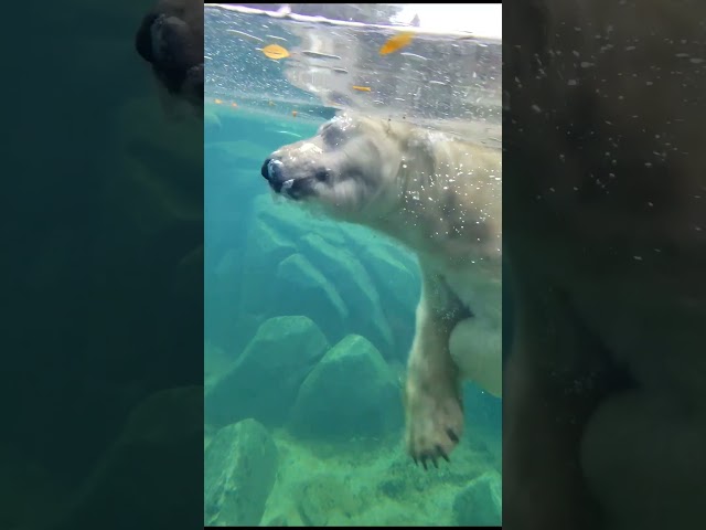 Lincoln Park Zoo - A gift when #running in #chicago