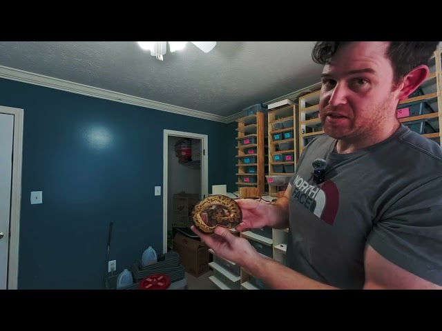 Showing Off some Ball Python Combos in VR180