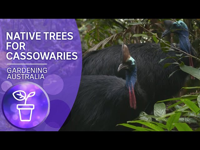Growing native trees for cassowaries