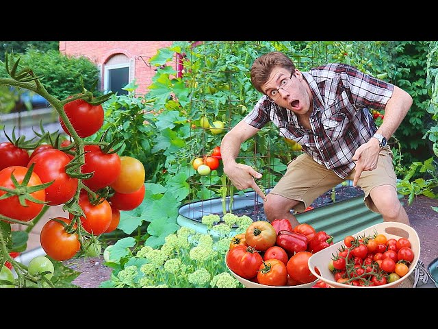 Abundant First Garden Harvest of the Season (TOTALLY Tomatoes!)