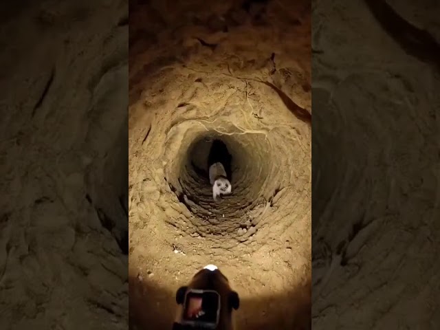 Meerkat Underground