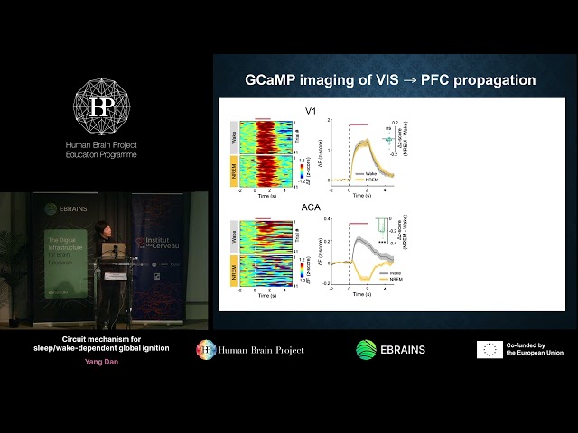 Yang Dan - Circuit mechanism for sleep/wake-dependent global ignition