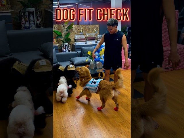 DOG FIT CHECK #KENNETH