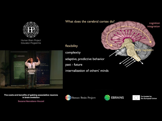 Suzana Herculano-Houzel - The costs and benefits of gaining associative neurons in brain evolution