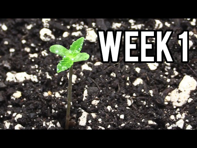 WEEK 1 GROWING AUTOFLOWER CANNABIS INDOORS!