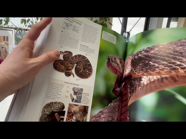 ANIMAL: The Definitive Visual Guide New Edition by DAVID BURNIE