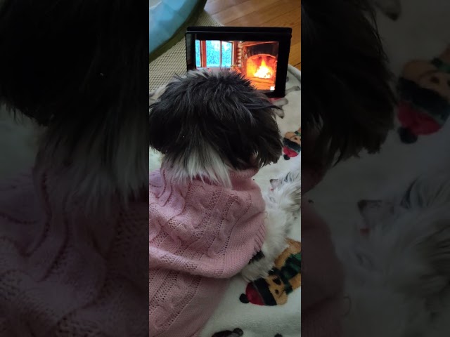 Sweet Baby Nala knows how to chill.
