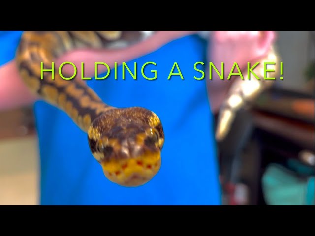 I Held a Snake Today...