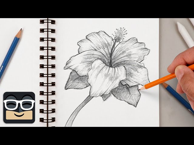 How to Draw a Realistic Hibiscus | Step by Step Sketch Tutorial