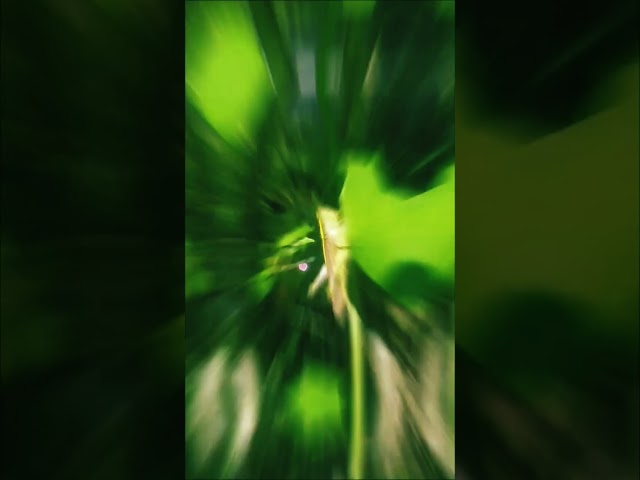 #grasshopper #green #grass #nature #insects #bug #bugslife
