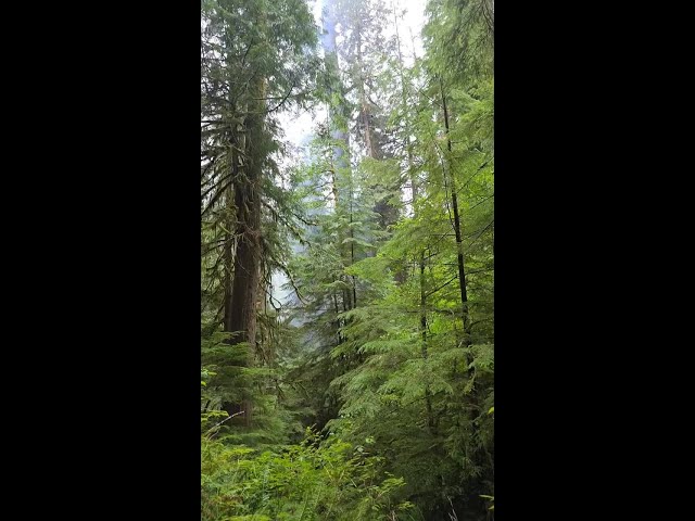 Doerner Fir Fire Aug. 17