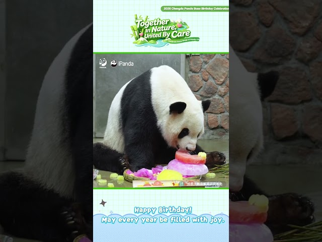 Unique Birthday Cake For Pandas | iPanda #shorts
