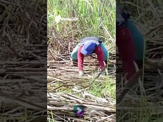Traditional Sugarcane Harvest in Indonesia 🇮🇩🌱