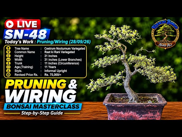 SN-48 (Cestrum Nocturnum/RaatKiRani) Live Demo and tutorial of Bonsai Pruning/Wiring