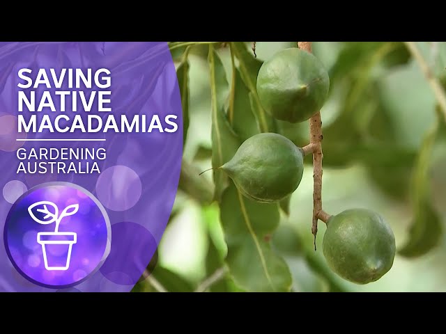 Saving Australia's native macadamia nuts
