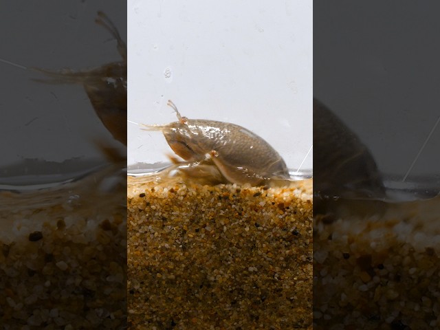 What Makes Pacific Mole Crabs so Good at Burrowing? | #DeepLook #Shorts