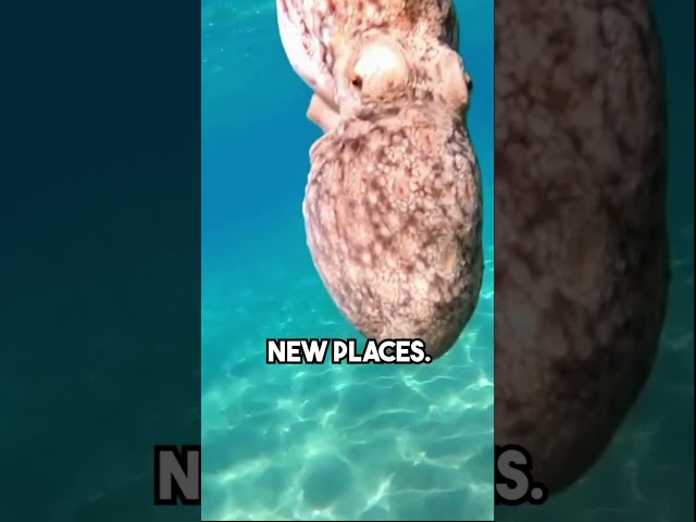 Do Octopus Dream Like Humans? Let's Find Out | #shorts