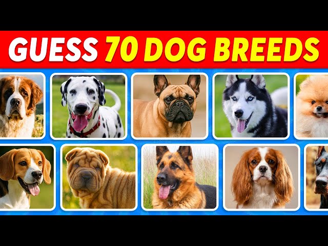 Guess 70 Dog Breeds in 5 Seconds | Easy, Medium, Hard, Impossible