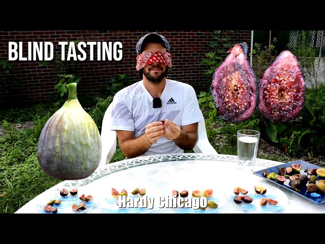 Tasting 17 Fig Varieties BLIND