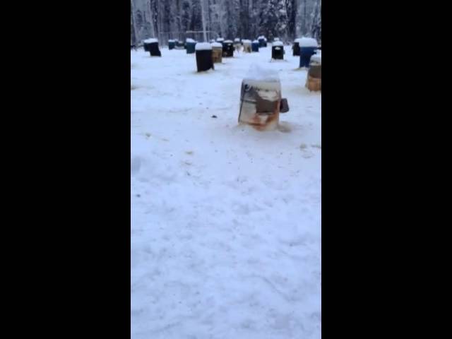 Kennel