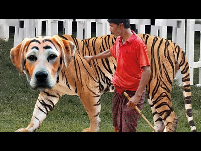 20 Rarest Dog in the World You won't Believe Exist