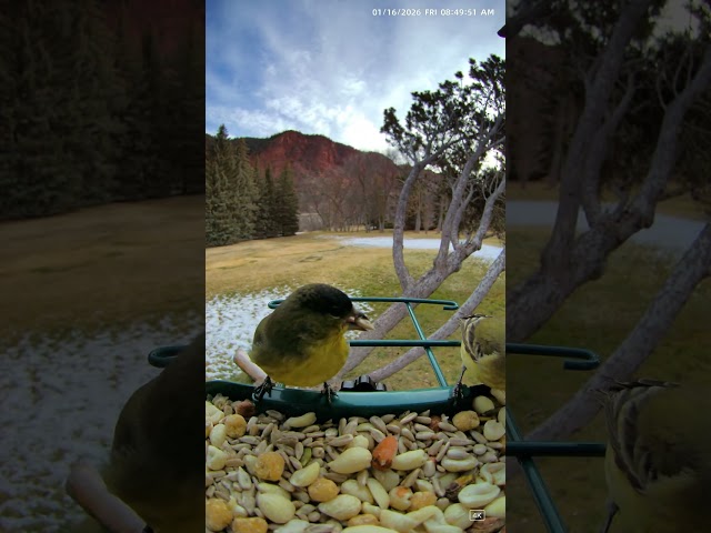 Lesser Goldfinches