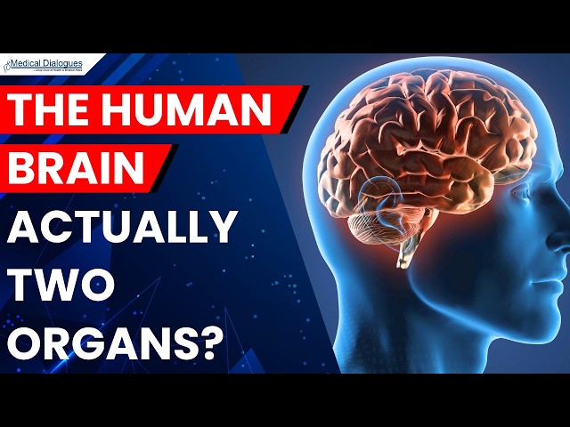 Stanford Scientists Uncover Evidence Human Brain Is Made of Two Distinct Parts