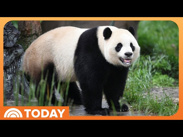 Chinese Giant Pandas Ping Ping and Fu Shuang Arrive in Atlanta