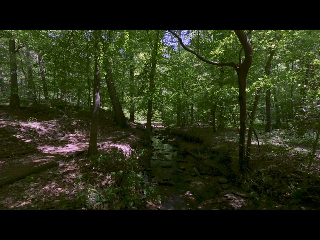 Springtime at Big Trees Preserve (VR180)