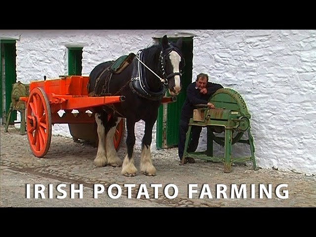 Vintage Potato Farming in Ireland Documentary