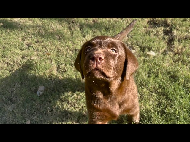 MOST ADORABLE LABRADOR RETRIEVER PUPPY MOMENTS!!