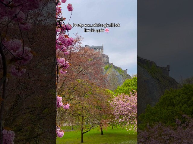 Pink Cherry Blossoms or Sakura in Edinburgh Scotland. #viral #shorts #travel #shortvideo