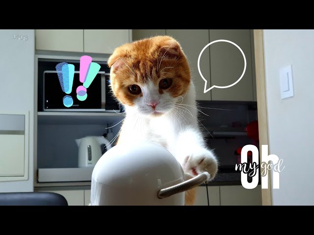 [vertical video] 새로운 장난감