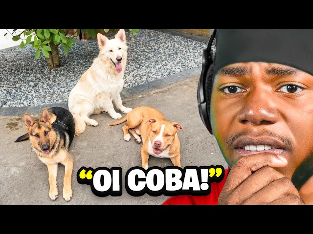 Viral Dog Owner CCC Gets His Dogs TAKEN AWAY..