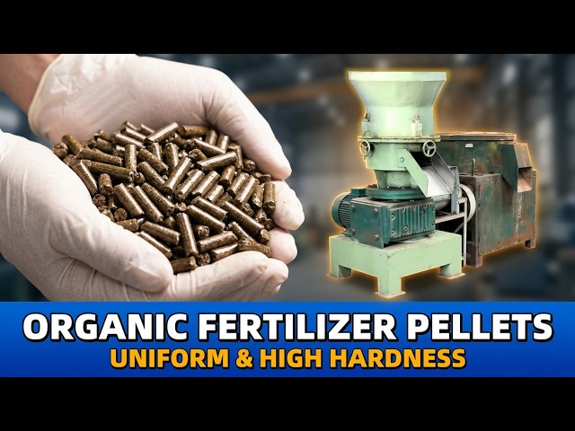 Process of  Fermented Chicken Manure into Pellet Organic Fertilizer | HUAQIANG Pellet Machine