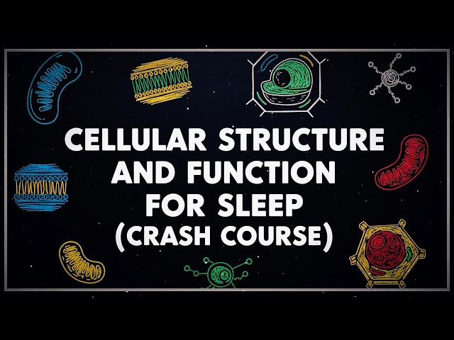 Anatomy And Physiology For Sleep: Cellular Structure and Function To Fall Asleep To