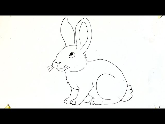 How to draw a rabbit easy step by step | Simple Rabbit drawing and ASMR sound 