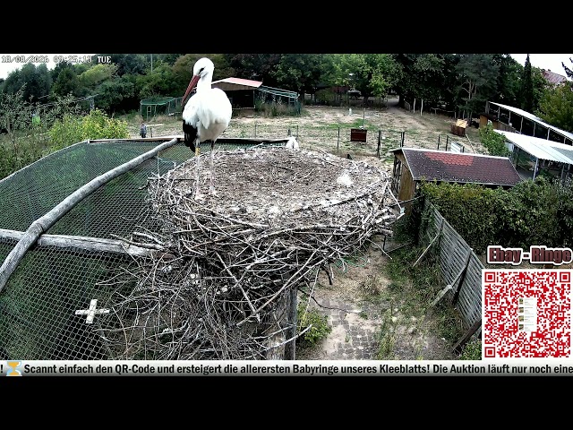 Unser prominenter Storch Anton ist zurück! - 18.08.2026