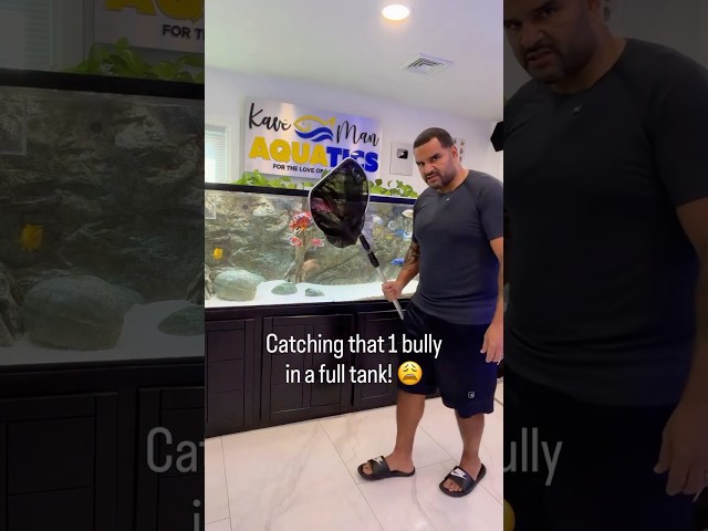 Catching Cichlids should be a sport! 🤷‍♂️#aquarium #fishtank