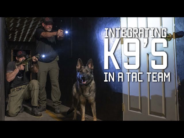 How to Train A Special Forces Military Dog | K9’s in a Tactical Team & Home Defense