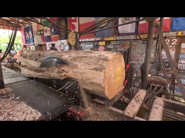 Sawing a big beautiful white oak log # 708