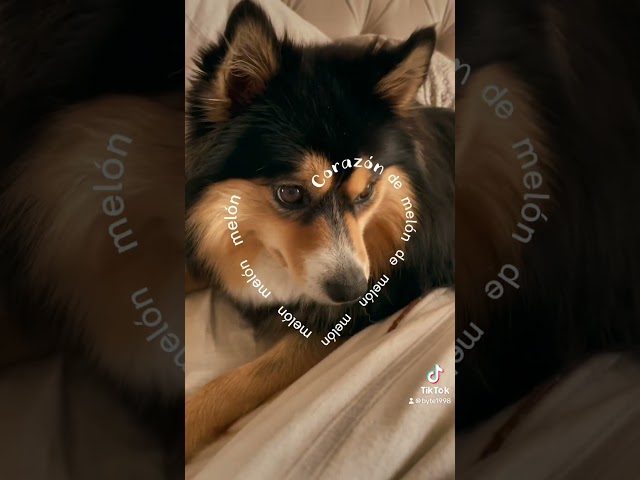 #dog #puppy #trending #love